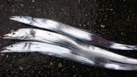 キビナゴのノーシンカーで